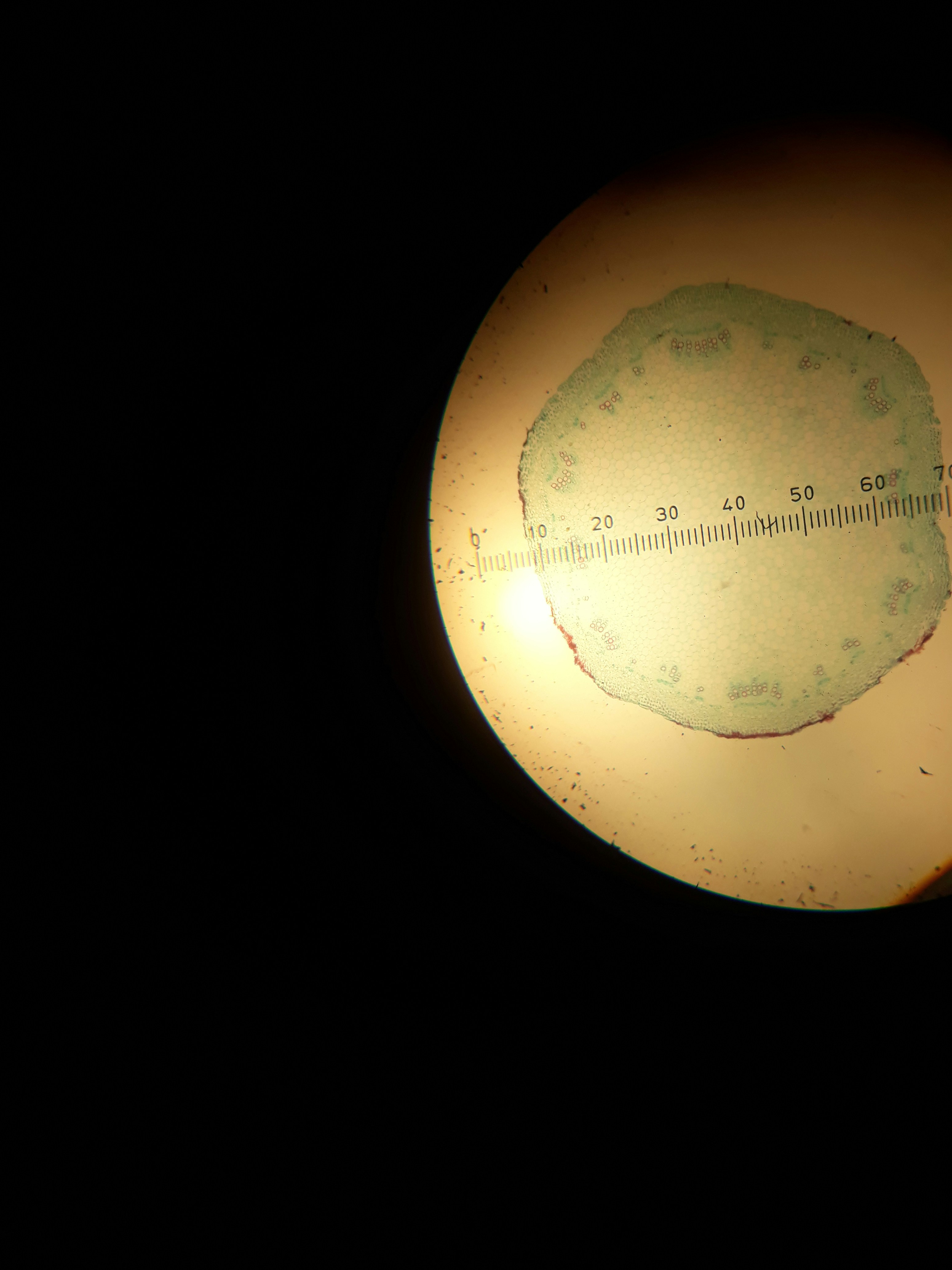 Lâminas para Microfósseis