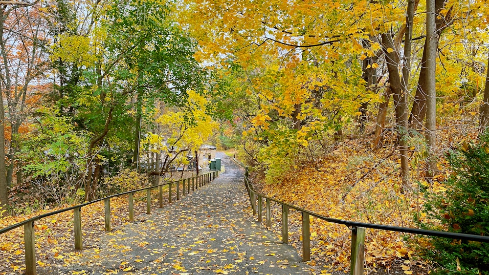 a path with trees on either side