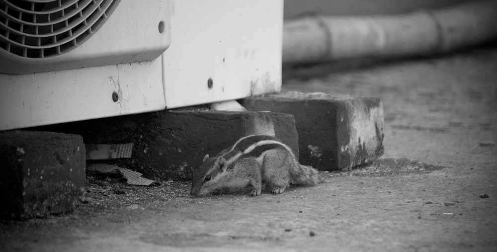 a squirrel eating food