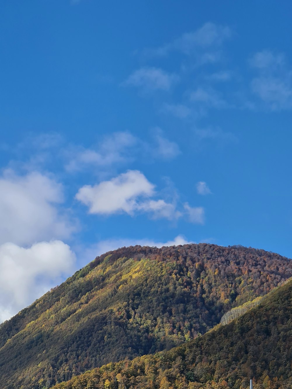 a mountain with trees on it