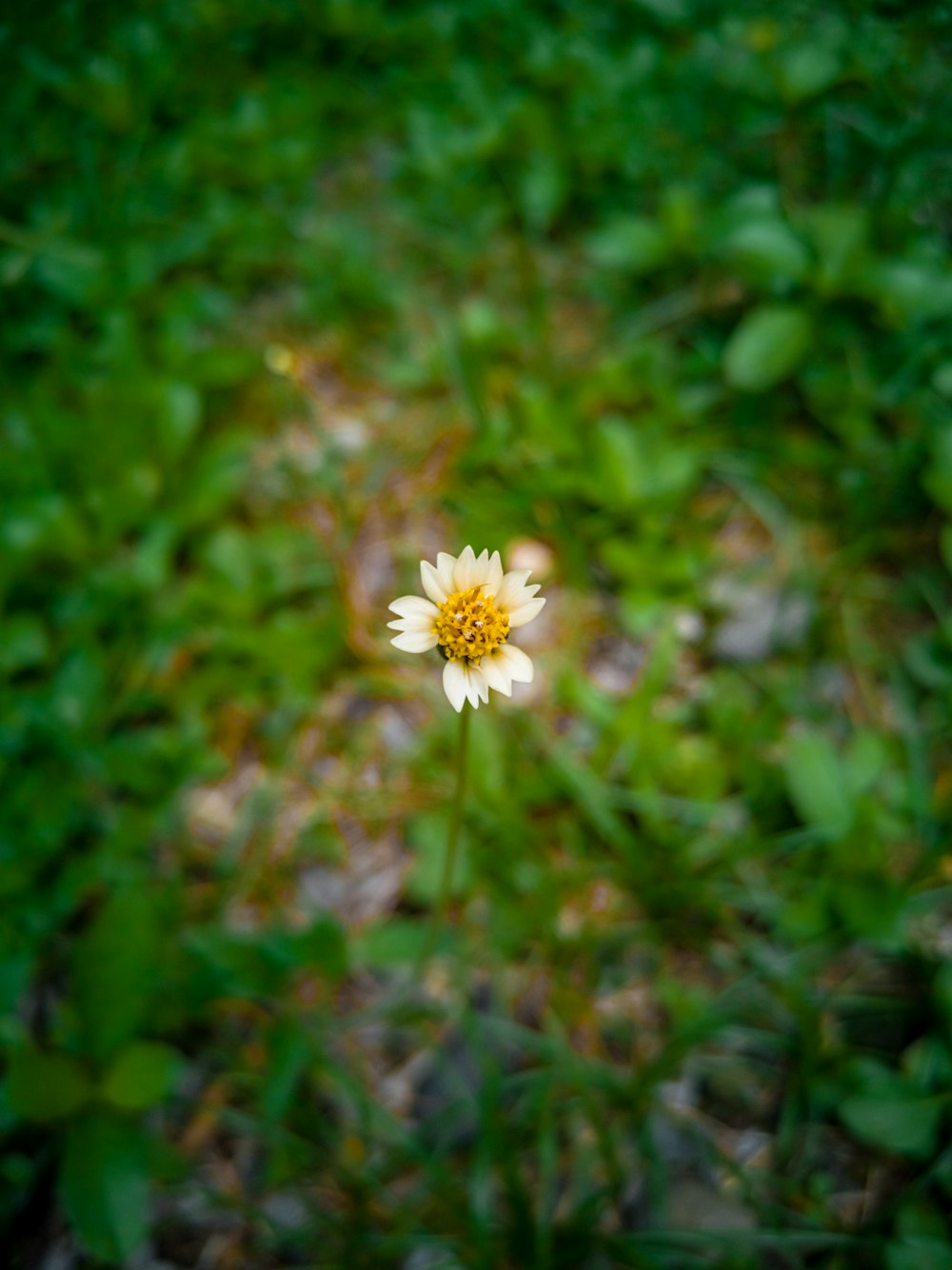 a small white flower