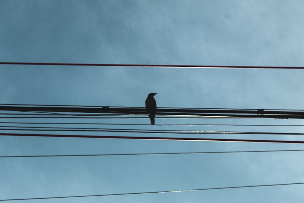 a bird sitting on a wire