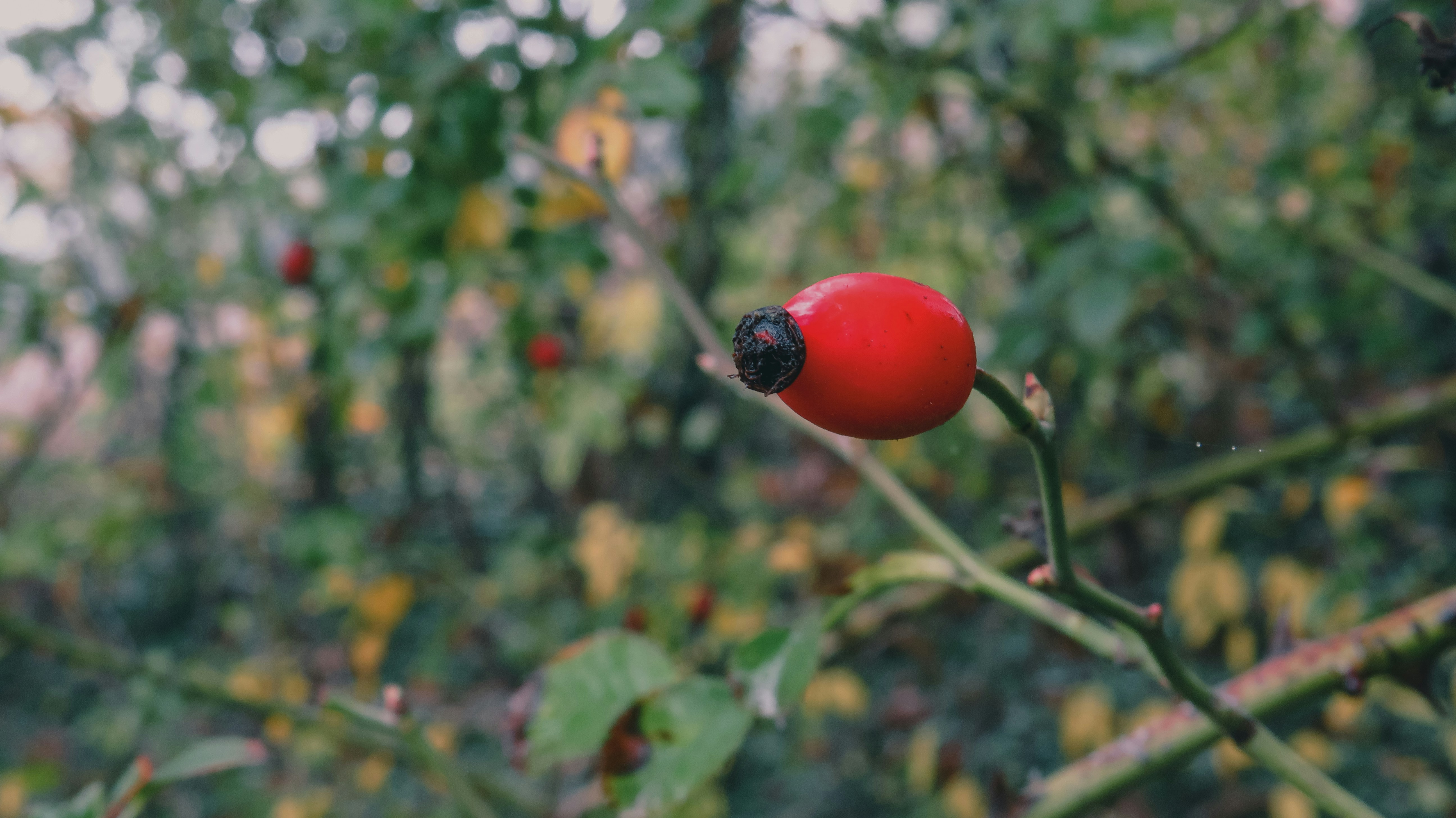 a ladybug on a branch