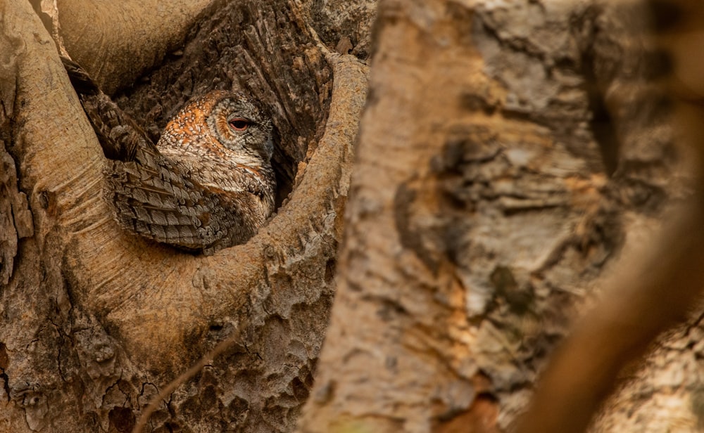 a lizard in a tree