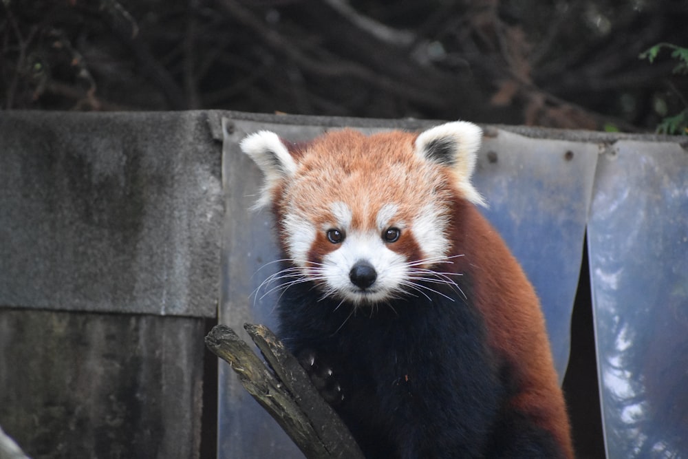 a red panda in a zoo exhibit
