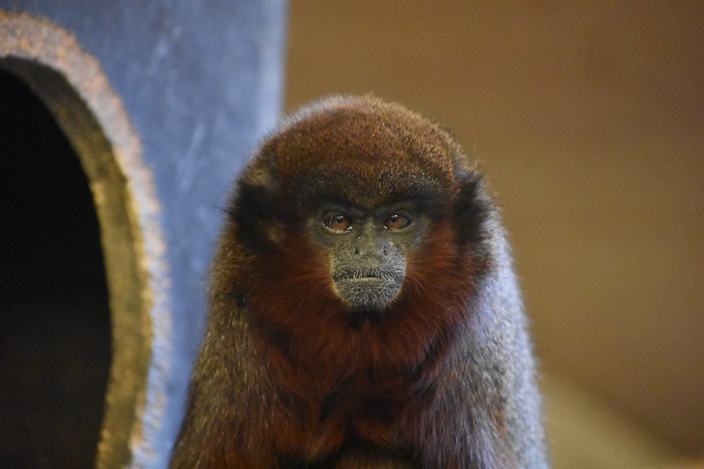 a monkey looking at the camera