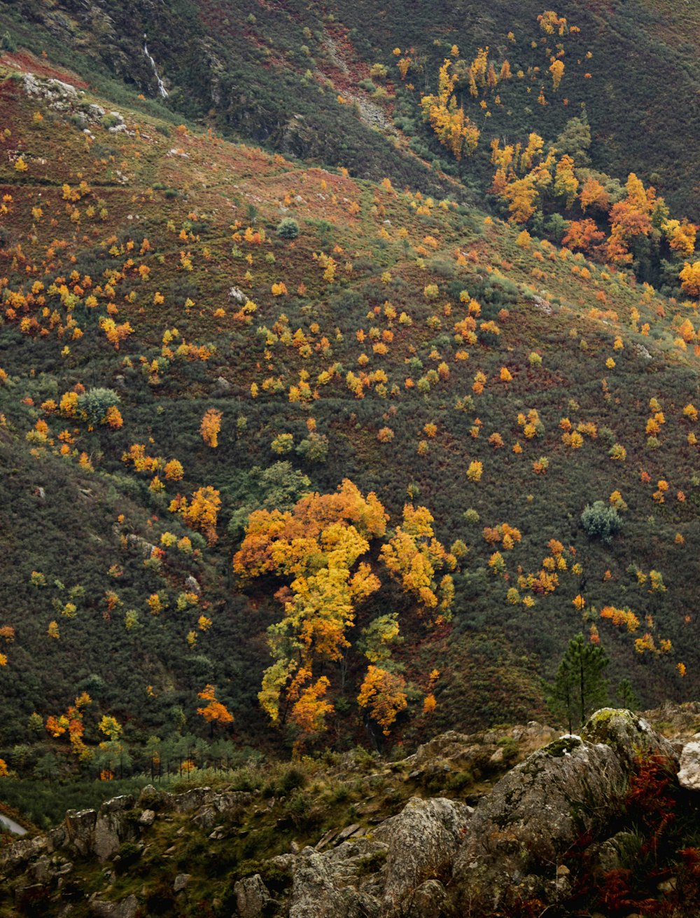 a hillside with trees and plants