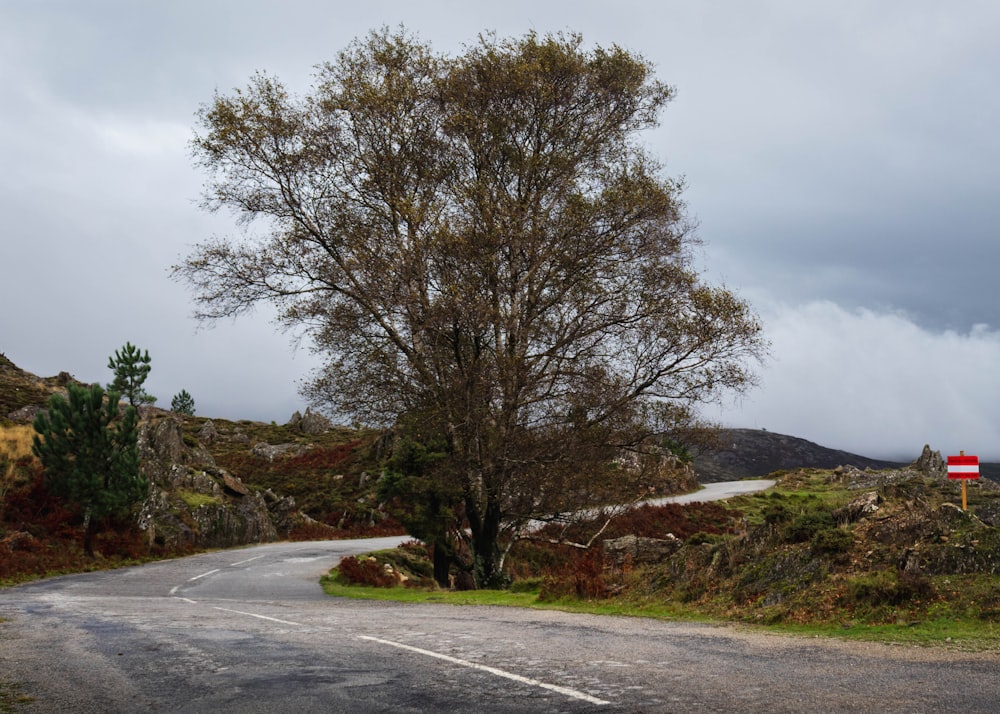 a tree on the side of a road