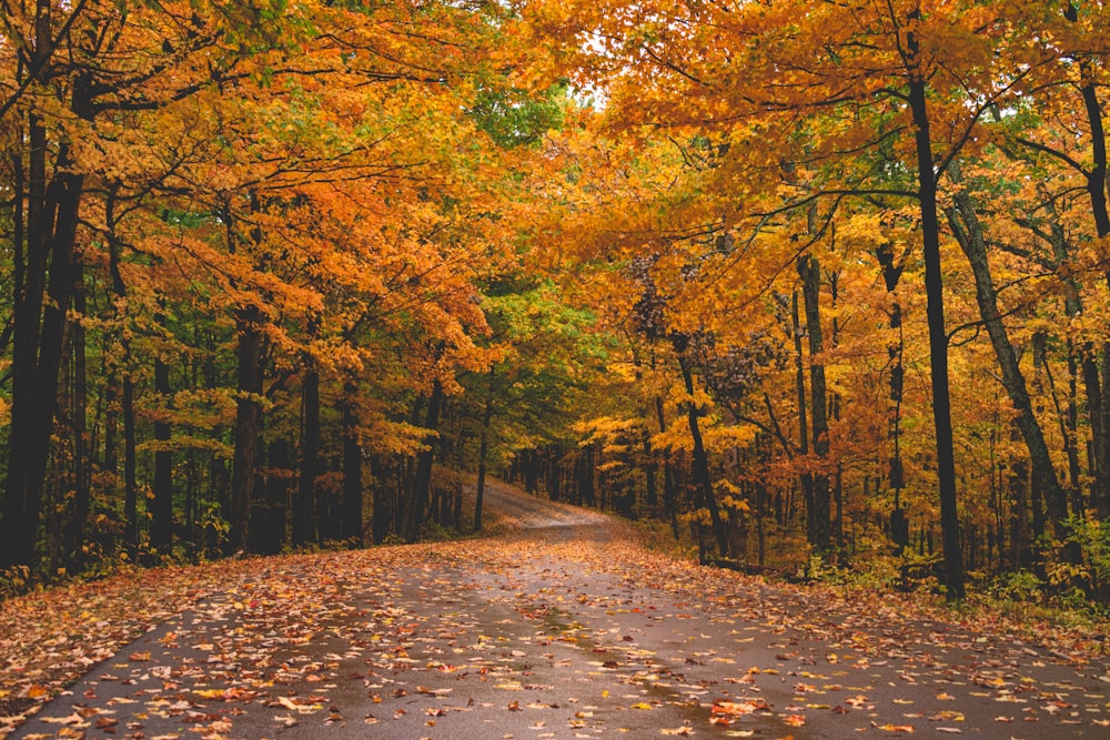 a road with trees on either side