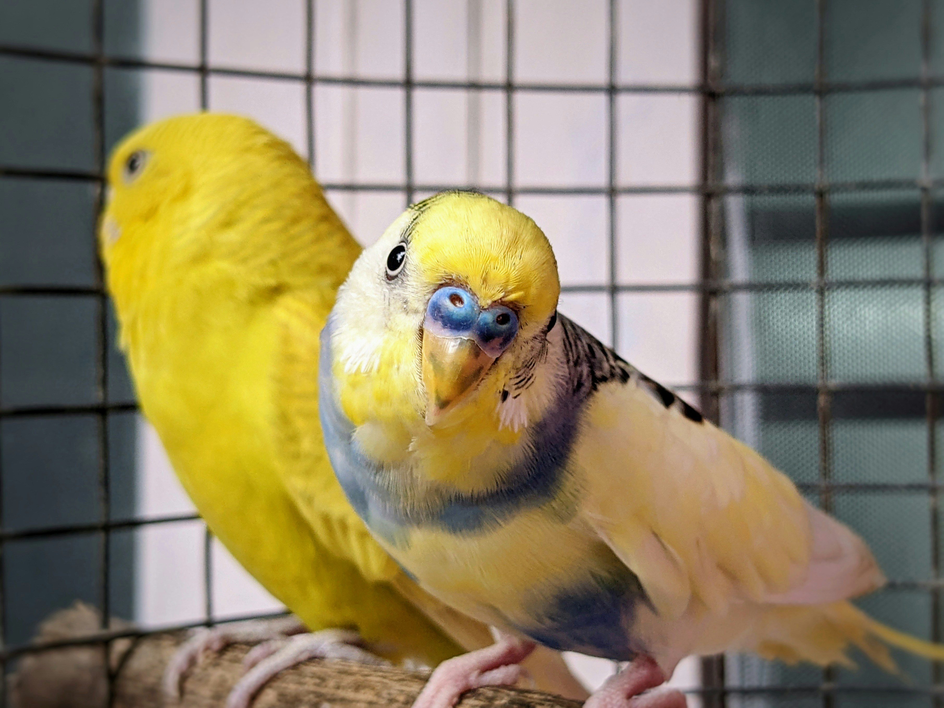 새