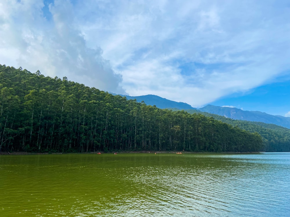 a body of water with trees around it