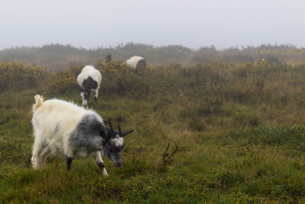 a group of goats grazing in a field