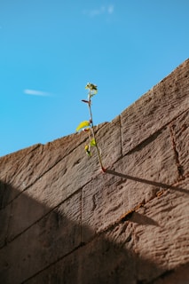 a plant growing out of a rock