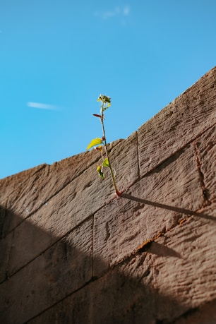 a plant growing out of a rock