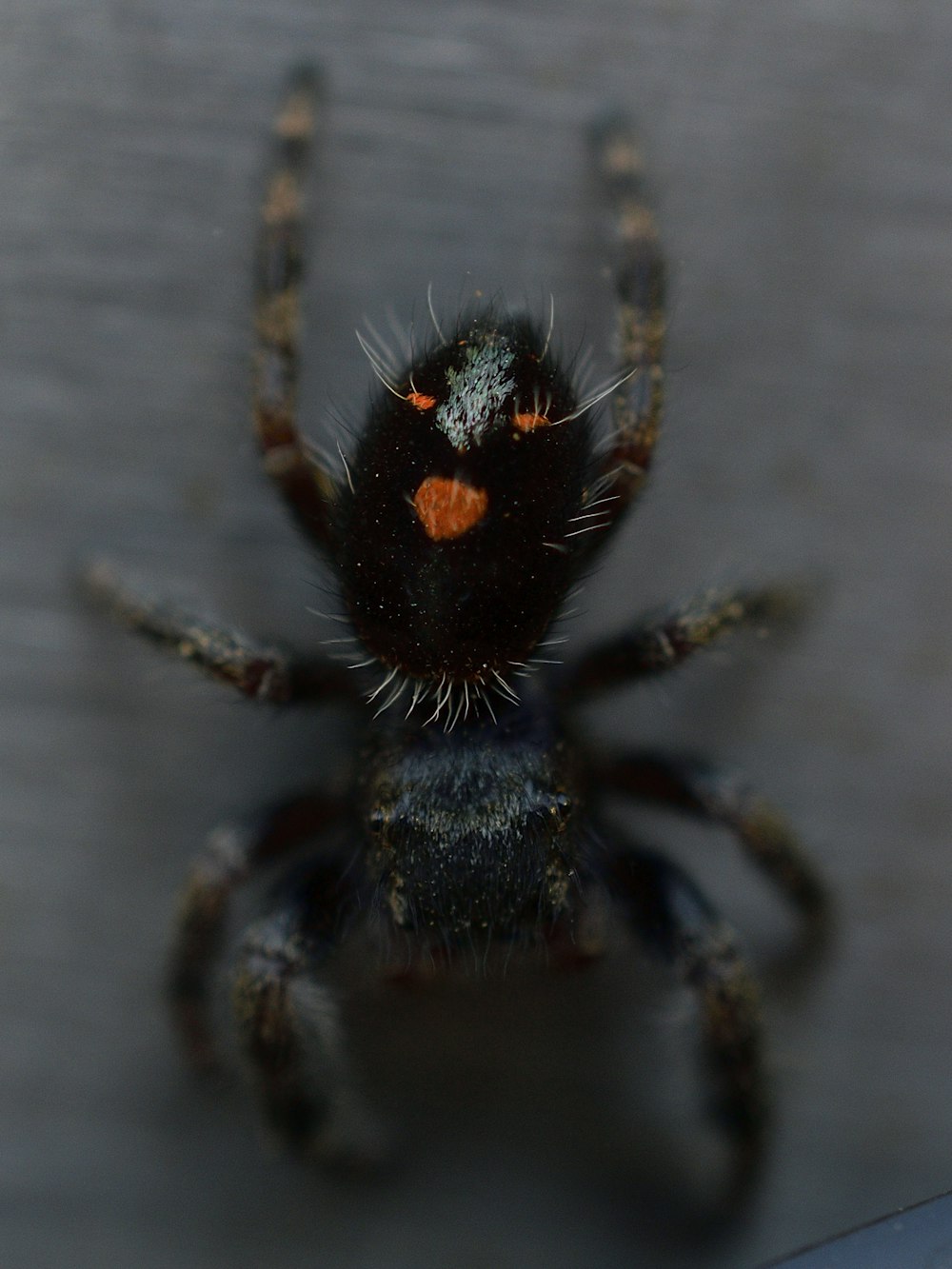 a close up of a spider