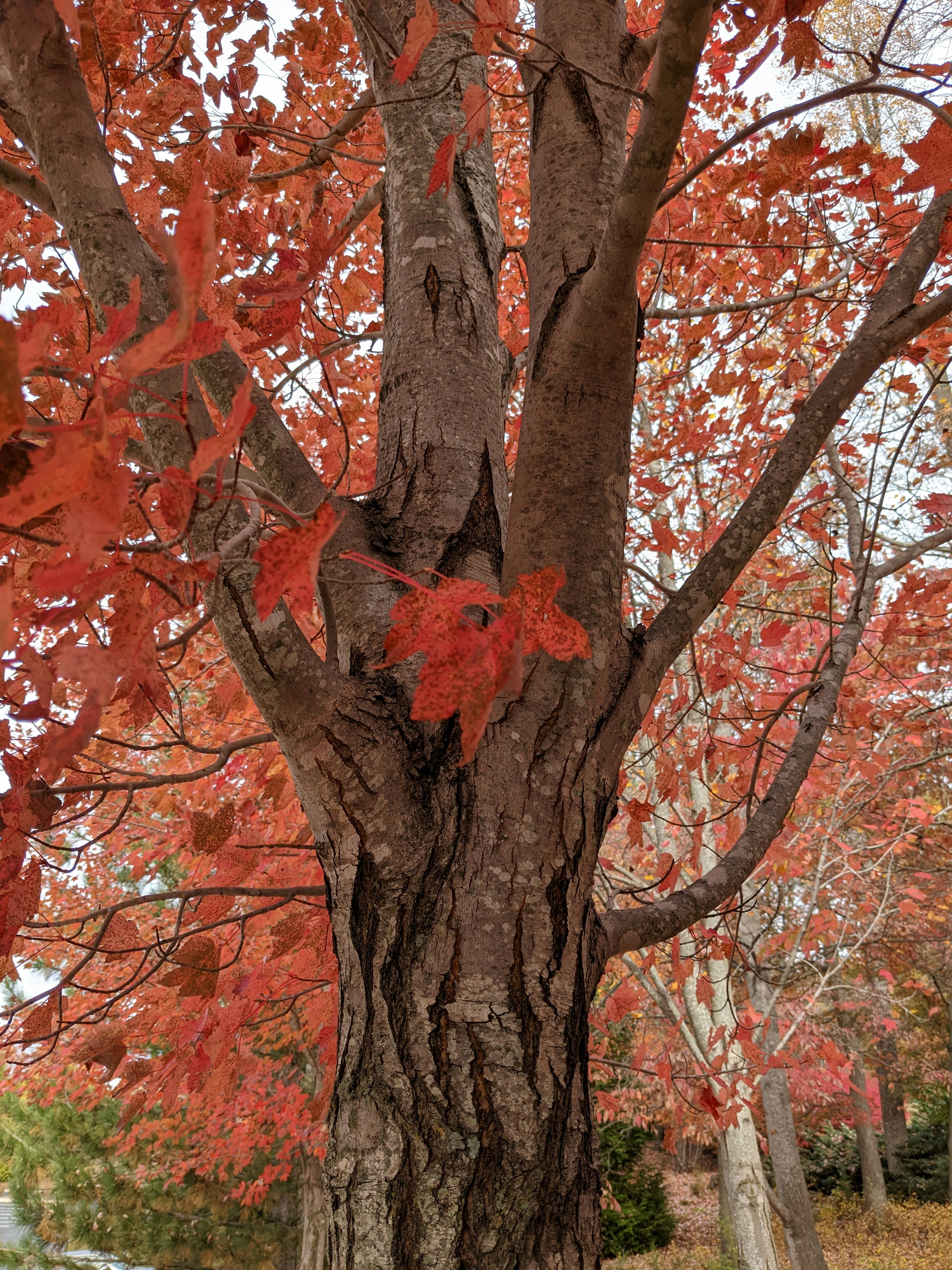 A tree with red leaves photo – Free Fall Image on Unsplash