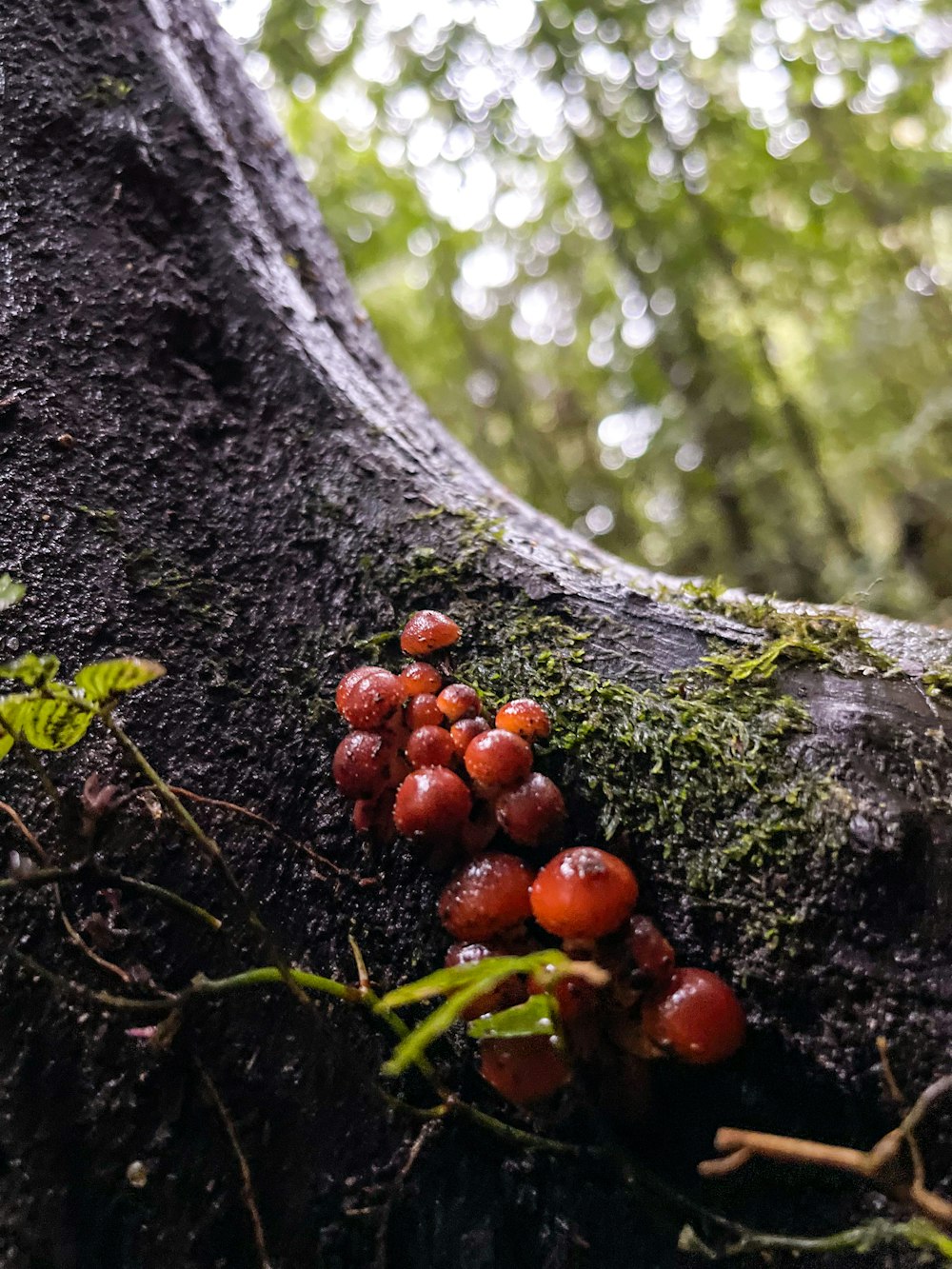 a close up of some berries