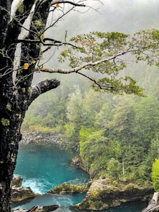 a tree next to a body of water