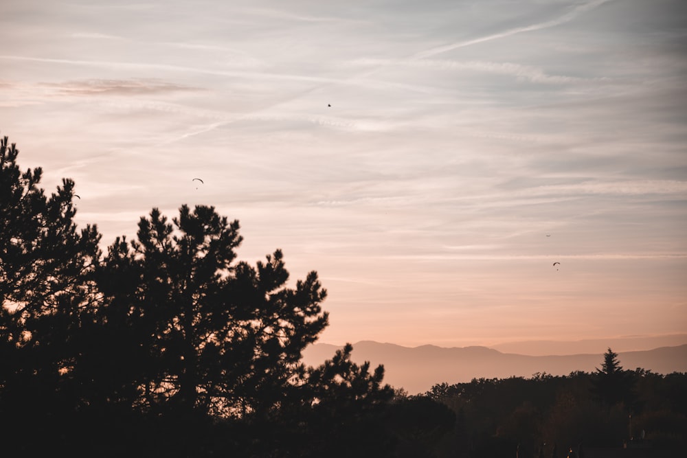 a group of birds flying in the sky