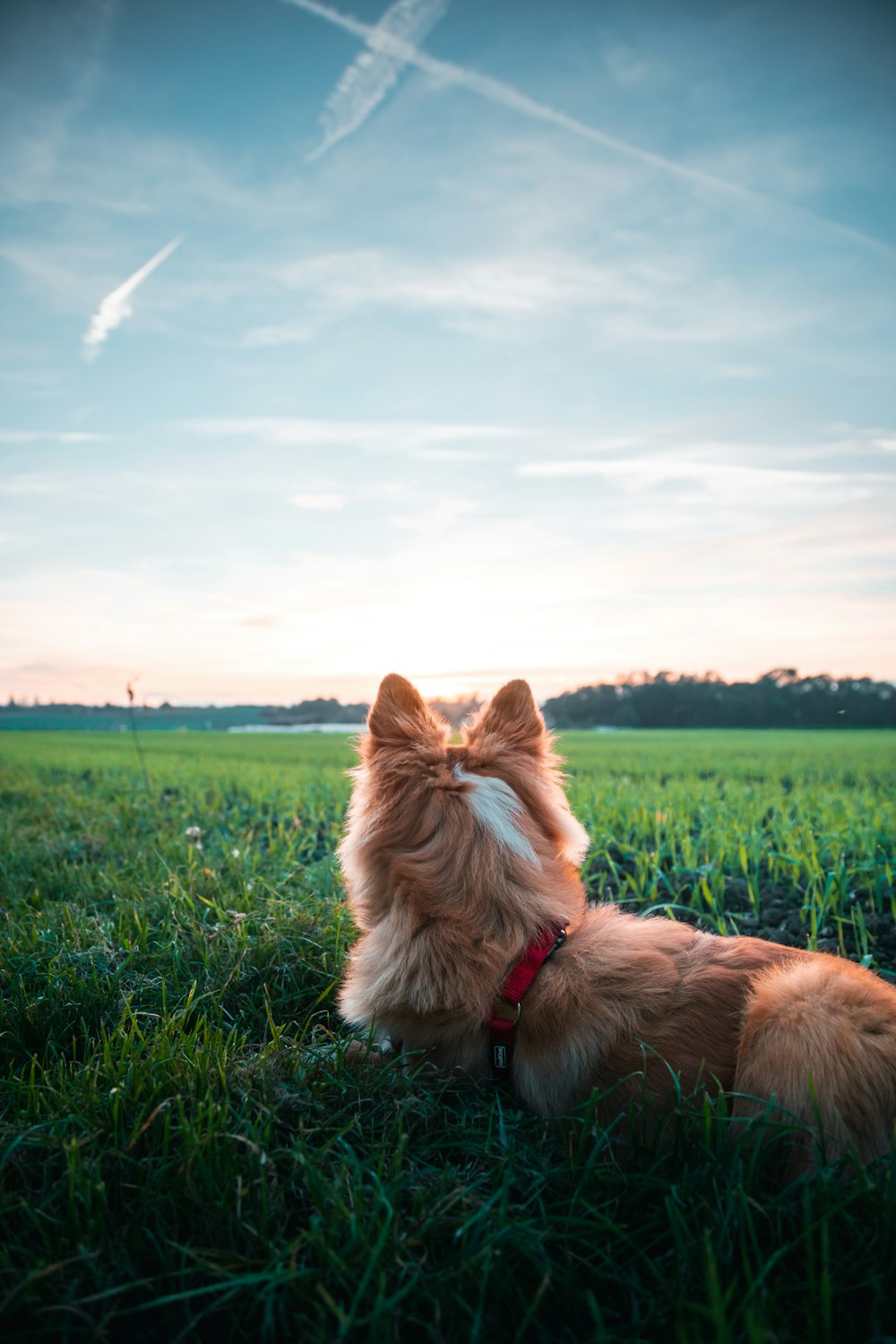 a dog sitting in a field