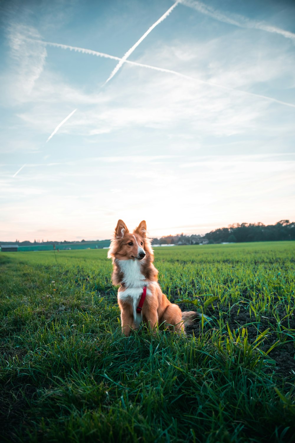 a dog sitting in a grassy field