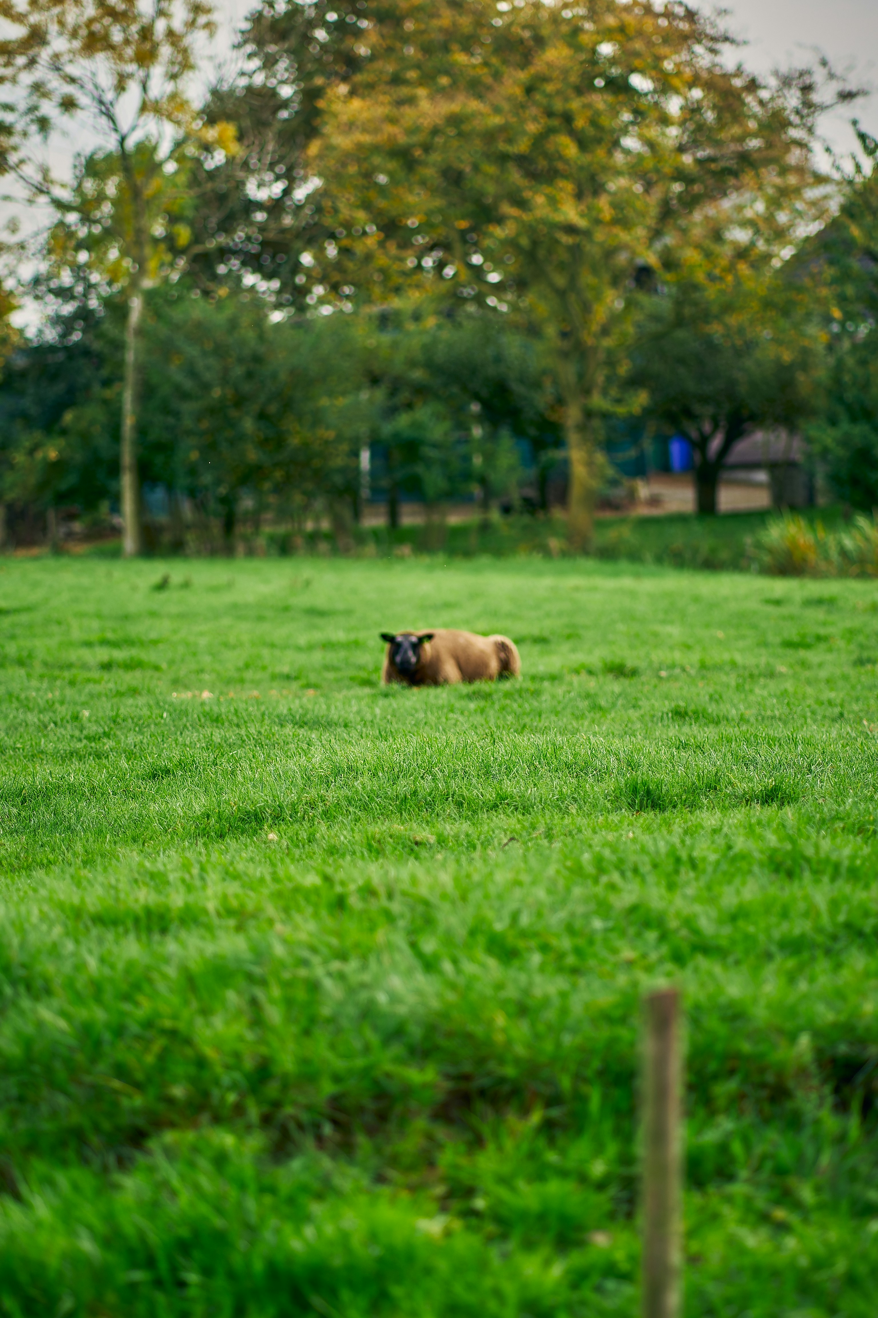 3. English Bulldog (image credits: unsplash)