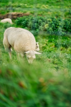 sheep grazing in the grass