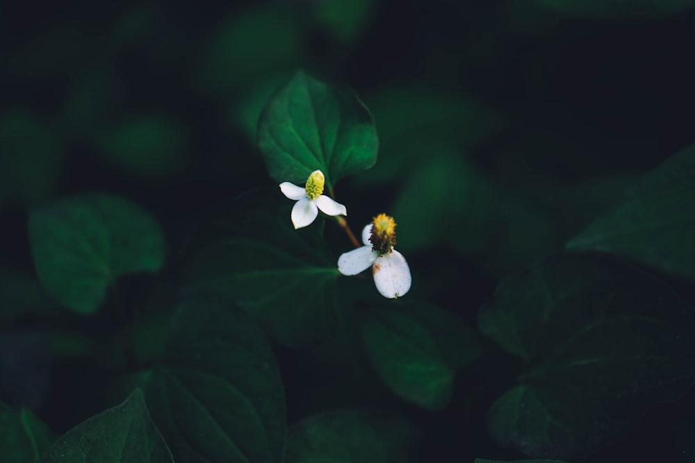 un primo piano di alcuni fiori