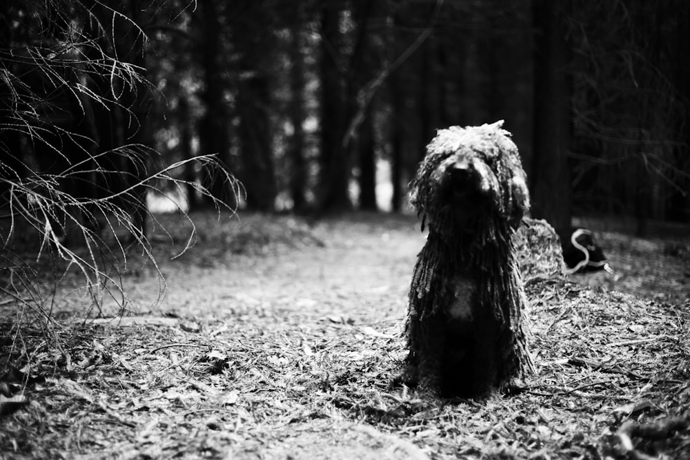 a dog sitting in the woods