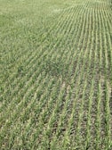 Rows of green crops stretch across a field, showcasing uniformity and careful agricultural planning. The plants grow closely together, with visible soil between the rows, and appear healthy and vibrant in a lush, expansive setting.