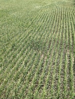 Rows of healthy crops thriving under sustainable farming practices