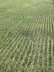 Rows of green crops stretch across a field, showcasing uniformity and careful agricultural planning. The plants grow closely together, with visible soil between the rows, and appear healthy and vibrant in a lush, expansive setting.