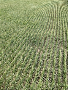 Rows of green crops stretch across a field, showcasing uniformity and careful agricultural planning. The plants grow closely together, with visible soil between the rows, and appear healthy and vibrant in a lush, expansive setting.
