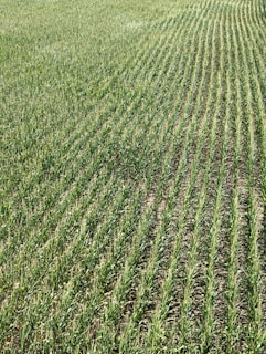 Rows of green crops stretch across a field, showcasing uniformity and careful agricultural planning. The plants grow closely together, with visible soil between the rows, and appear healthy and vibrant in a lush, expansive setting.