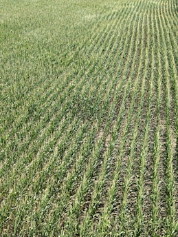 Rows of green crops stretch across a field, showcasing uniformity and careful agricultural planning. The plants grow closely together, with visible soil between the rows, and appear healthy and vibrant in a lush, expansive setting.