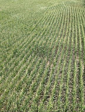 Rows of green crops stretch across a field, showcasing uniformity and careful agricultural planning. The plants grow closely together, with visible soil between the rows, and appear healthy and vibrant in a lush, expansive setting.