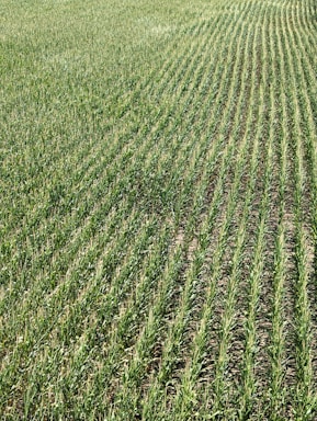 Rows of green crops stretch across a field, showcasing uniformity and careful agricultural planning. The plants grow closely together, with visible soil between the rows, and appear healthy and vibrant in a lush, expansive setting.