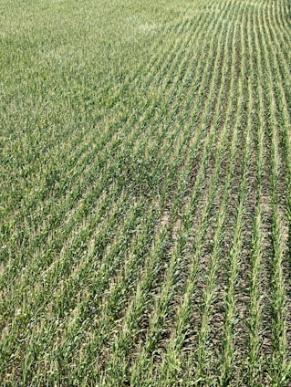 Rows of green crops stretch across a field, showcasing uniformity and careful agricultural planning. The plants grow closely together, with visible soil between the rows, and appear healthy and vibrant in a lush, expansive setting.