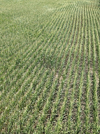 Rows of green crops stretch across a field, showcasing uniformity and careful agricultural planning. The plants grow closely together, with visible soil between the rows, and appear healthy and vibrant in a lush, expansive setting.