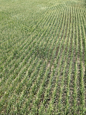 Rows of green crops stretch across a field, showcasing uniformity and careful agricultural planning. The plants grow closely together, with visible soil between the rows, and appear healthy and vibrant in a lush, expansive setting.