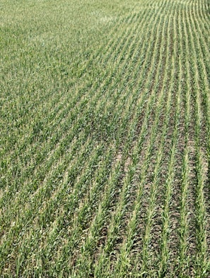 Rows of green crops stretch across a field, showcasing uniformity and careful agricultural planning. The plants grow closely together, with visible soil between the rows, and appear healthy and vibrant in a lush, expansive setting.