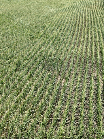 Rows of green crops stretch across a field, showcasing uniformity and careful agricultural planning. The plants grow closely together, with visible soil between the rows, and appear healthy and vibrant in a lush, expansive setting.