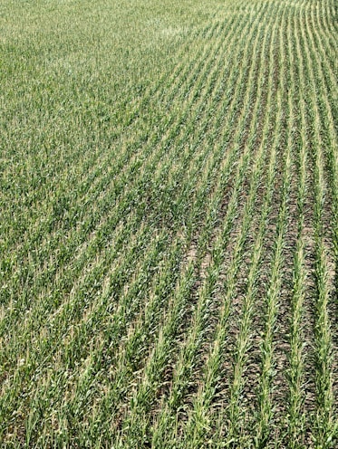Rows of green crops stretch across a field, showcasing uniformity and careful agricultural planning. The plants grow closely together, with visible soil between the rows, and appear healthy and vibrant in a lush, expansive setting.