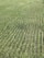 Rows of green crops stretch across a field, showcasing uniformity and careful agricultural planning. The plants grow closely together, with visible soil between the rows, and appear healthy and vibrant in a lush, expansive setting.