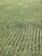 Rows of green crops stretch across a field, showcasing uniformity and careful agricultural planning. The plants grow closely together, with visible soil between the rows, and appear healthy and vibrant in a lush, expansive setting.