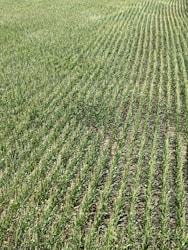 Exploring the Impact of Kambeta Farms on African Agriculture