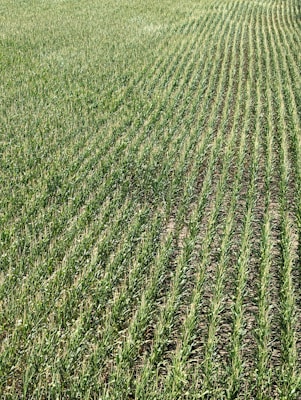 Rows of green crops stretch across a field, showcasing uniformity and careful agricultural planning. The plants grow closely together, with visible soil between the rows, and appear healthy and vibrant in a lush, expansive setting.