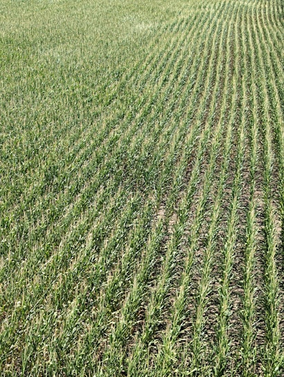 Rows of green crops stretch across a field, showcasing uniformity and careful agricultural planning. The plants grow closely together, with visible soil between the rows, and appear healthy and vibrant in a lush, expansive setting.
