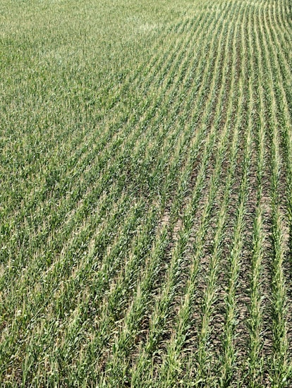 Rows of green crops stretch across a field, showcasing uniformity and careful agricultural planning. The plants grow closely together, with visible soil between the rows, and appear healthy and vibrant in a lush, expansive setting.