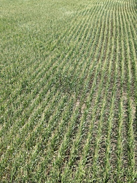 Rows of green crops stretch across a field, showcasing uniformity and careful agricultural planning. The plants grow closely together, with visible soil between the rows, and appear healthy and vibrant in a lush, expansive setting.